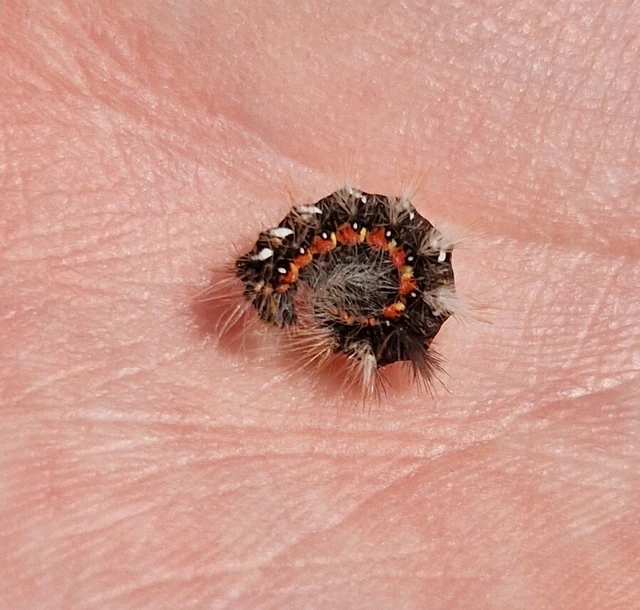 Acronicta rumicis - sóska-szigonyosbagoly Acronicta rumicis - sóska-szigonyosbagoly