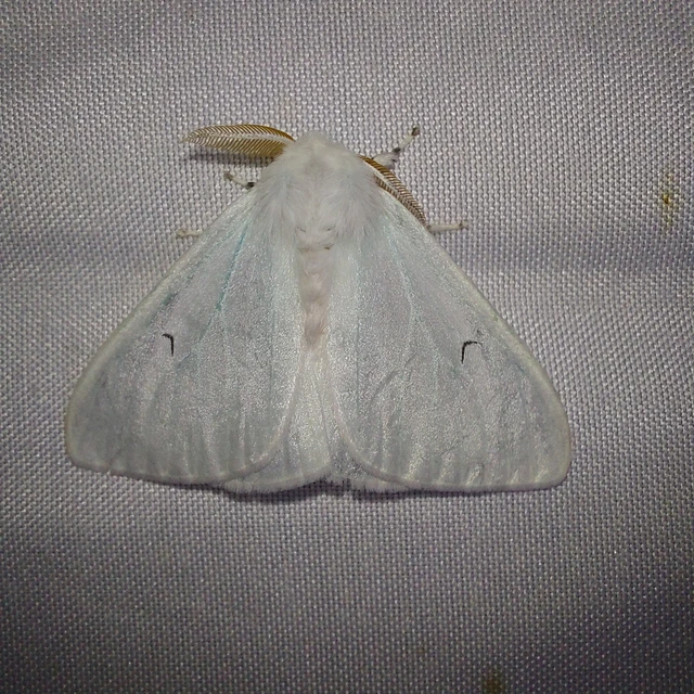 Arctornis l-nigrum - L-betűs gyapjaslepke