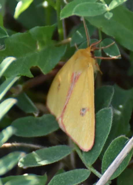 Diacrisia sannio - vörösszélű medvelepke
