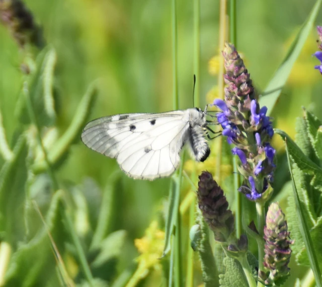 Parnassius mnemosyne - kis apollólepke