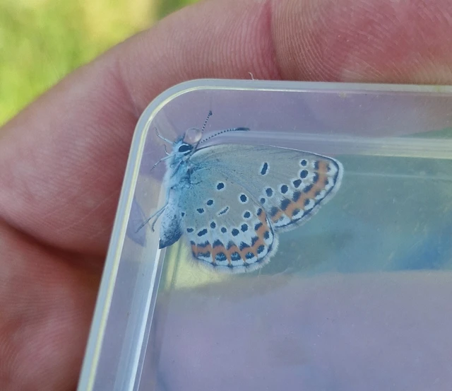Plebejus argyrognomon - tintakék boglárka
