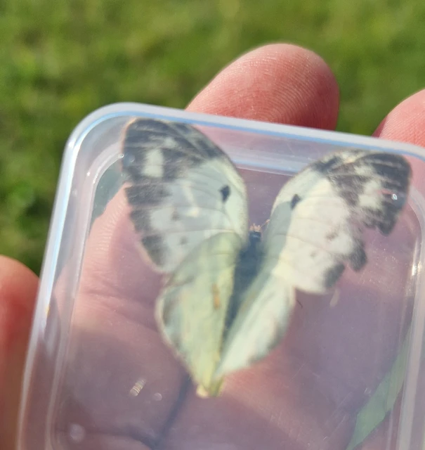 Colias alfacariensis - déli kéneslepke