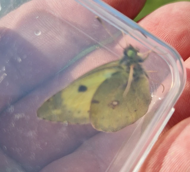 Colias alfacariensis - déli kéneslepke