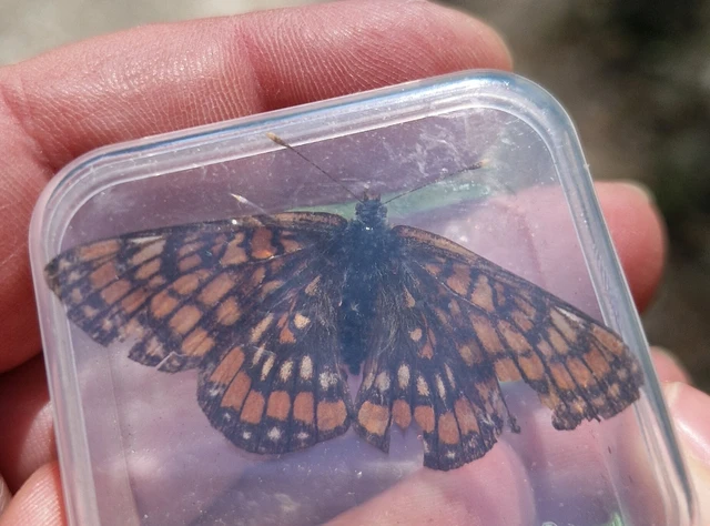 Euphydryas maturna - díszes tarkalepke