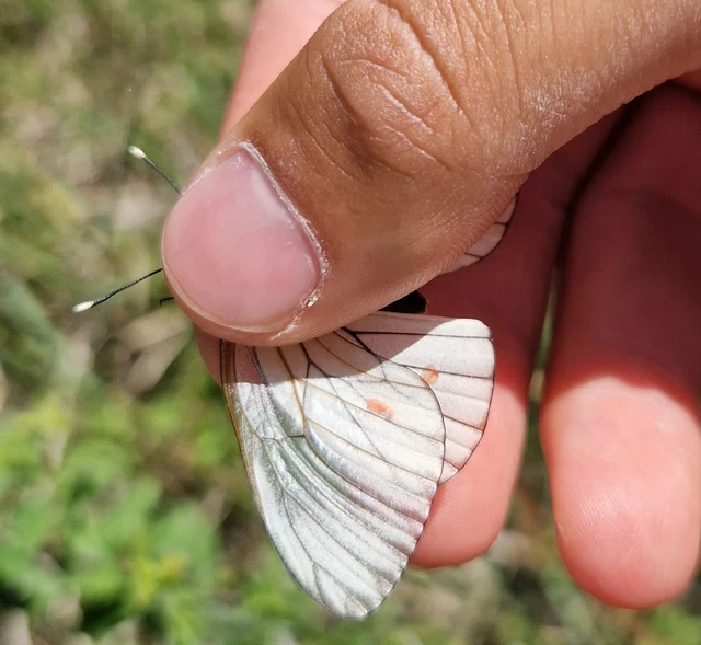 Aporia crataegi - galagonyalepke
