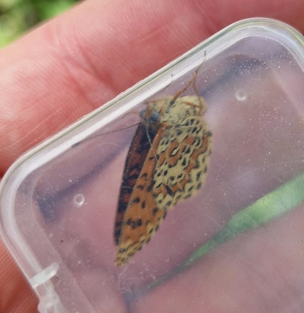 Melitaea trivia - kis tarkalepke