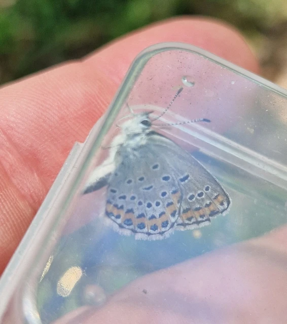 Plebejus argyrognomon - tintakék boglárka