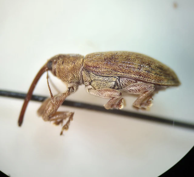 Dorytomus filirostris - egyenesorrú hangormányos
