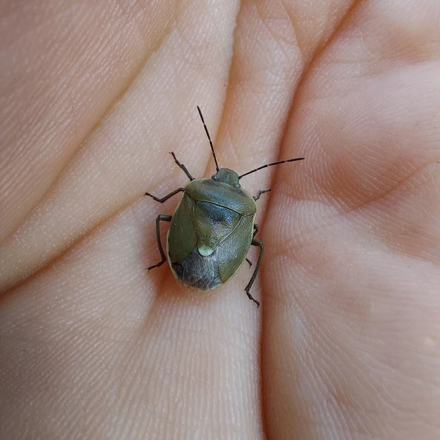 Chlorochroa pinicola