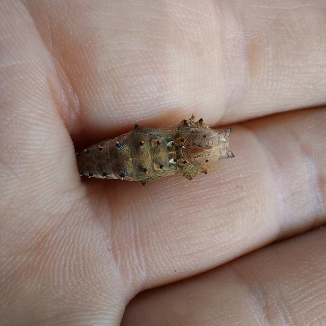 Nymphalis polychloros - nagy rókalepke