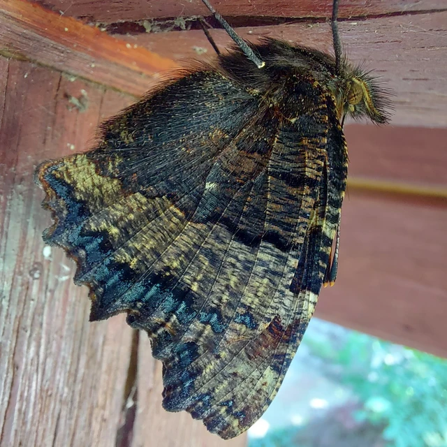 Nymphalis polychloros - nagy rókalepke