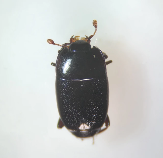 Platylomalus complanatus - lapított kéregsutabogár