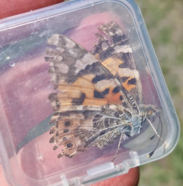 Vanessa cardui - bogáncslepke