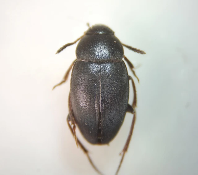 Leiodidae - pecebogárfélék Leiodidae - pecebogárfélék