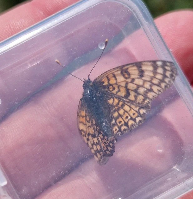 Melitaea cinxia - réti tarkalepke