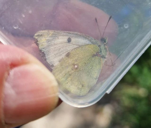 Colias alfacariensis - déli kéneslepke