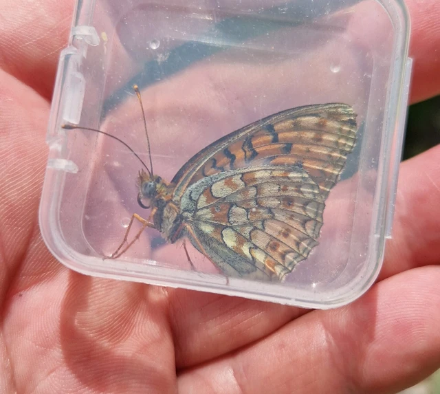 Argynnis niobe - ibolya-gyöngyházlepke