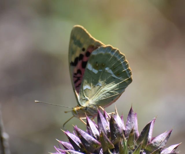 Argynnis pandora - zöldes gyöngyházlepke