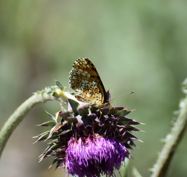 Melitaea phoebe - nagy tarkalepke