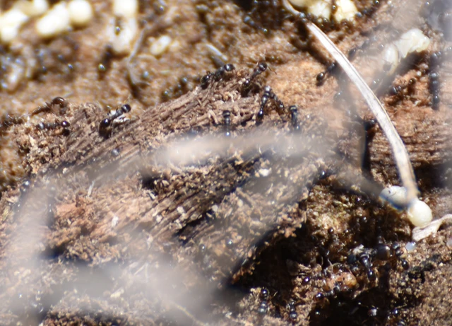 Tetramorium