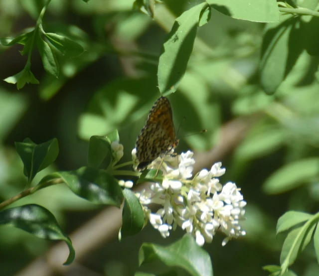Melitaea trivia - kis tarkalepke
