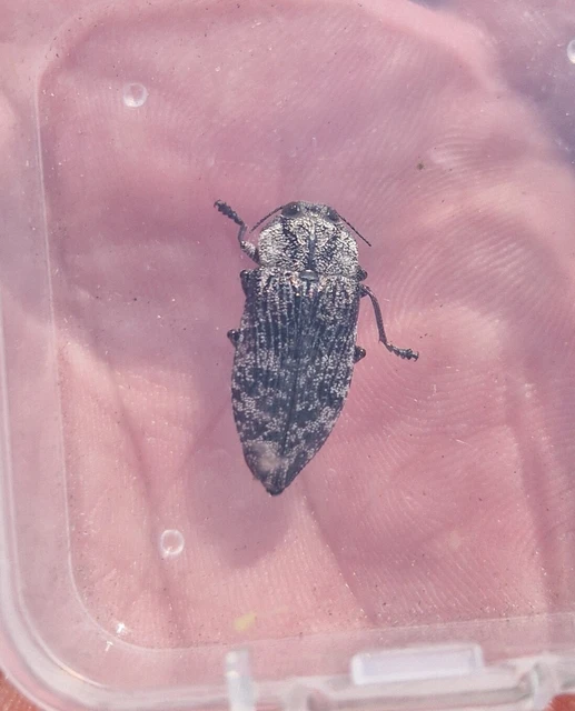 Poecilonota variolosa - szeplős díszbogár