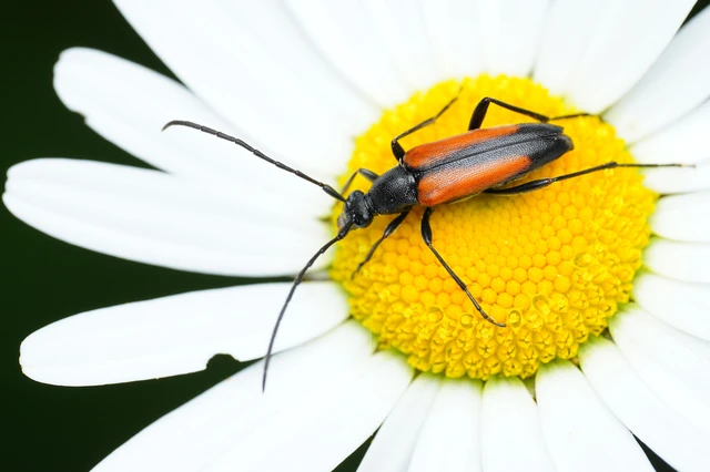 Stenurella melanura - feketevégű karcsúcincér