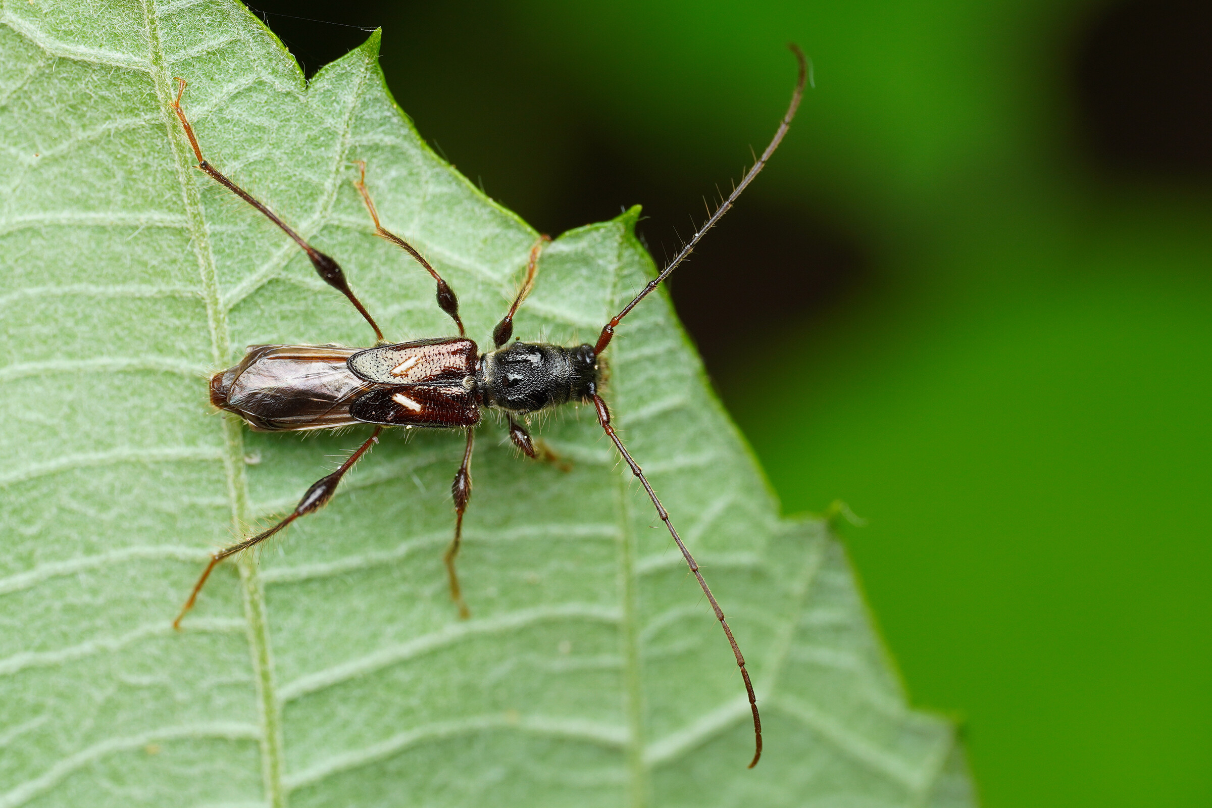 Molorchus minor - kis légycincér