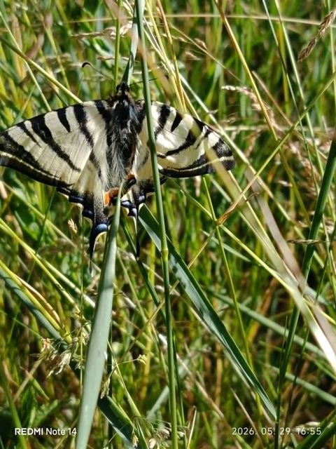 Iphiclides podalirius - kardoslepke
