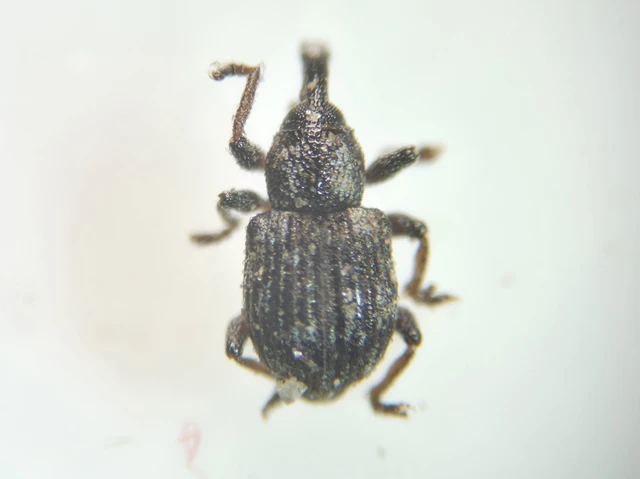 Tanysphyrus lemnae - békalencse-ormányos