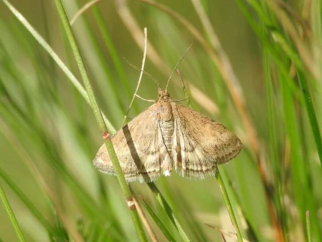 Pyrausta despicata - réti bíbormoly