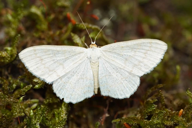 Scopula floslactata - tejfehér sávosaraszoló