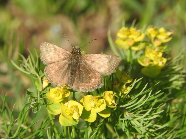 Erynnis tages - cigánylepke