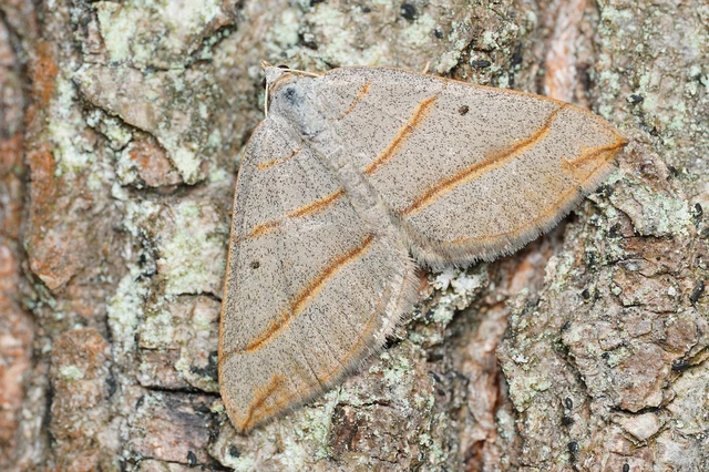 Scotopteryx mucronata/luridata/ignorata