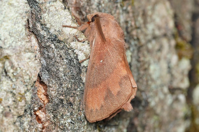 Dendrolimus pini - fenyőpohók