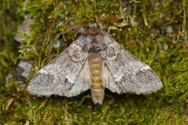 Drymonia dodonea - bélyeges púposszövő