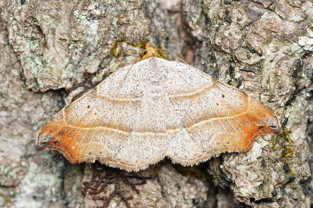Laspeyria flexula - zuzmóbagoly