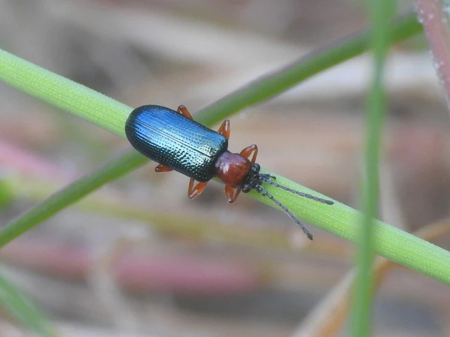 Oulema melanopus/duftschmidi