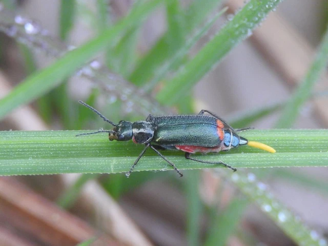 Melyridae - sziklaibogár-félék