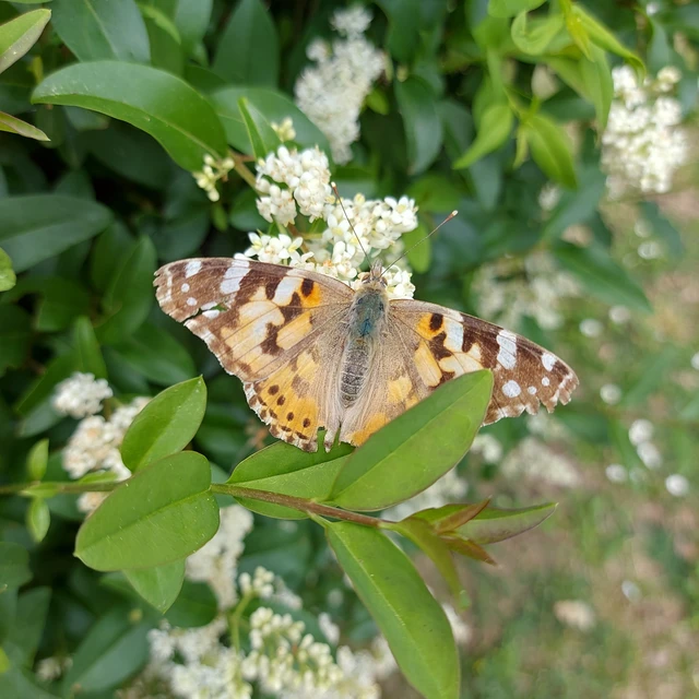 Vanessa cardui - bogáncslepke