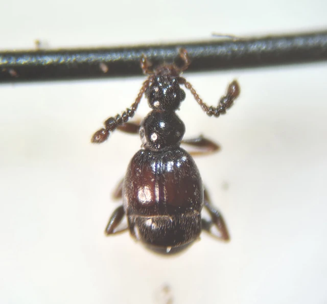 Trissemus antennatus serricornis - fésűscsápú tapogatósholyva