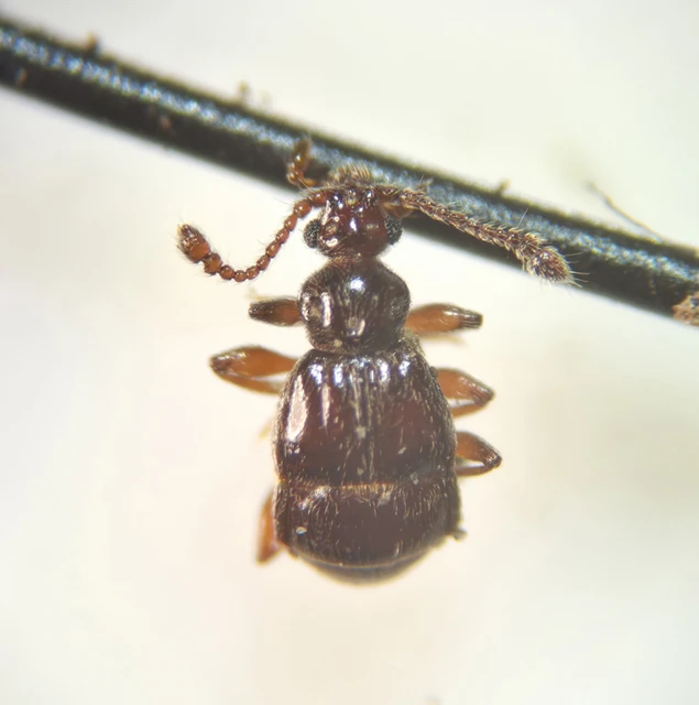 Brachygluta fossulata Brachygluta fossulata