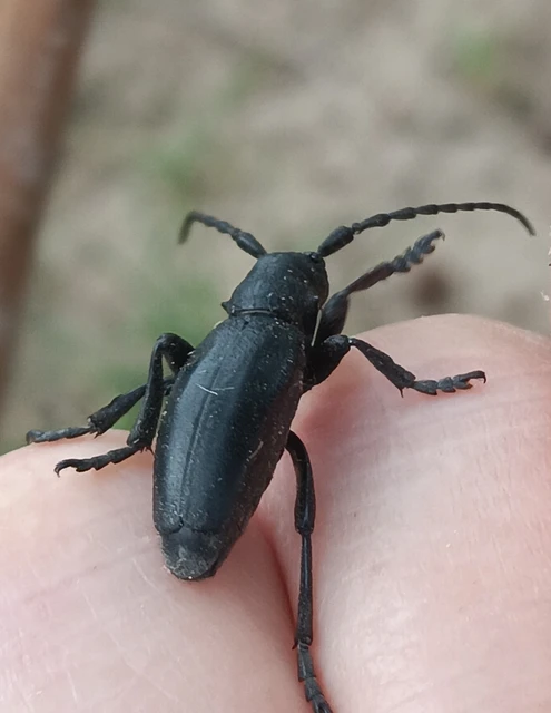 Dorcadion aethiops - fekete gyalogcincér Dorcadion aethiops - fekete gyalogcincér