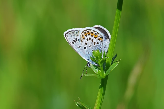 Plebejus argus - ezüstös boglárka