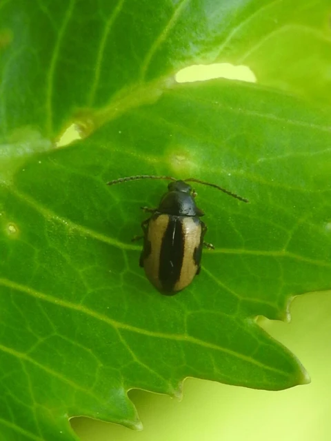 Phyllotreta