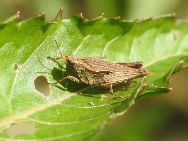 Tetrix subulata - közönséges tövishátúsáska