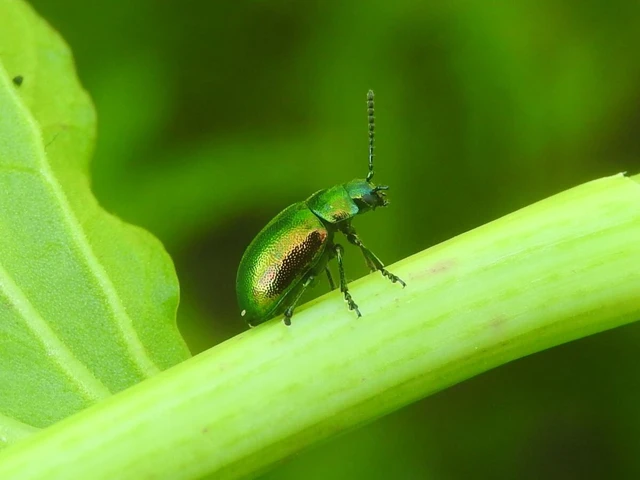 Gastrophysa viridula - sóska-levélbogár Gastrophysa viridula - sóska-levélbogár