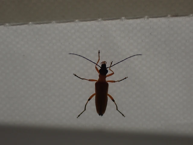 Oedemera podagrariae - székfű-álcincér