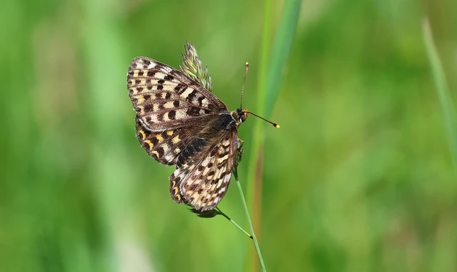 Melitaea didyma - tüzes tarkalepke