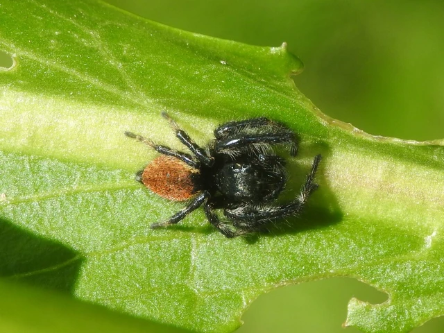 Carrhotus xanthogramma - rozsdás ugrópók